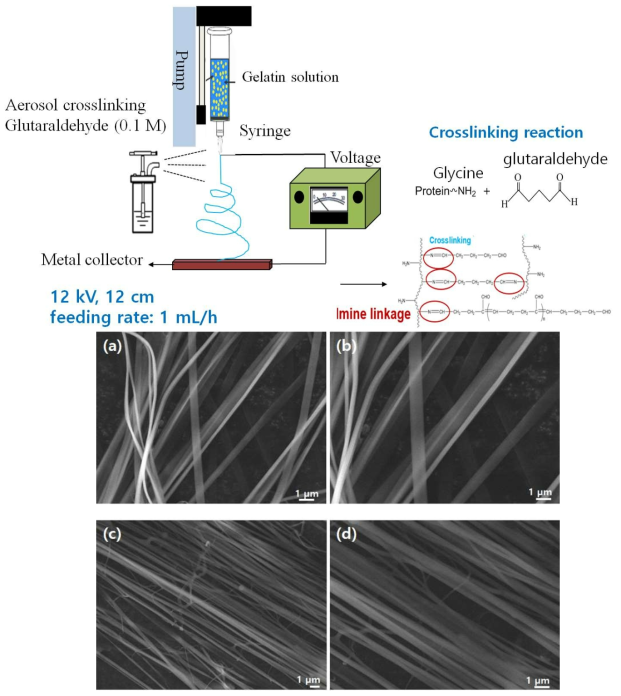 전기방사를 이용한 SEM 젤라틴 나노섬유 (a, b) Flat ribbon fiber without cross-linking agent, (c, d) round fiber with cross-linking agent