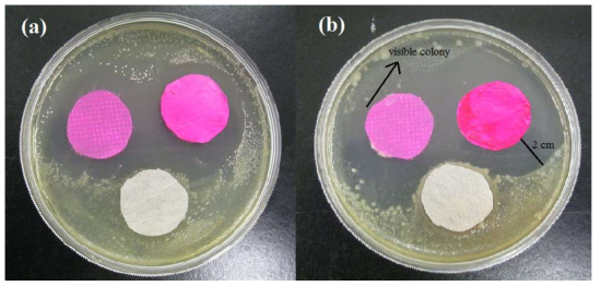 (a) 황색포도상구균 (Staphylococcus aureus)과 (b) 대장균 (Escherichia coli) 항균성 평가