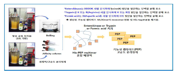 발효 생산 기능성 펩타이드의 고효율 분리 정제 기술