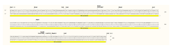 TEF1 promoter sequence