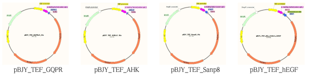 Peptide 생산에 용이한 vector map