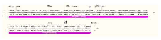 Codon optimization한 α-mating factor sequence