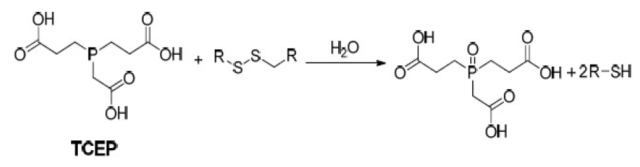 TCEP를 사용한 Disulfide Bond의 Reduction 메커니즘