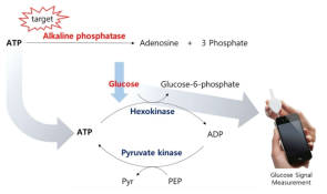 cascade enzymatic 반응 기반의 ALP 효소 활성 분석