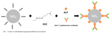 실리카 입자 표면 ALP 효소와 항체 고정 프로세스