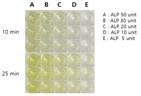 ALP 양에 따른 복합체의 효소 활성 비교