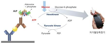 ATP 분해 효소를 활용한 자가혈당측정기 기반의 진단 기술 모식도