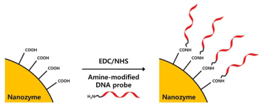 Ceria 나노자임 표면에 DNA 프로브 고정 반응 예시