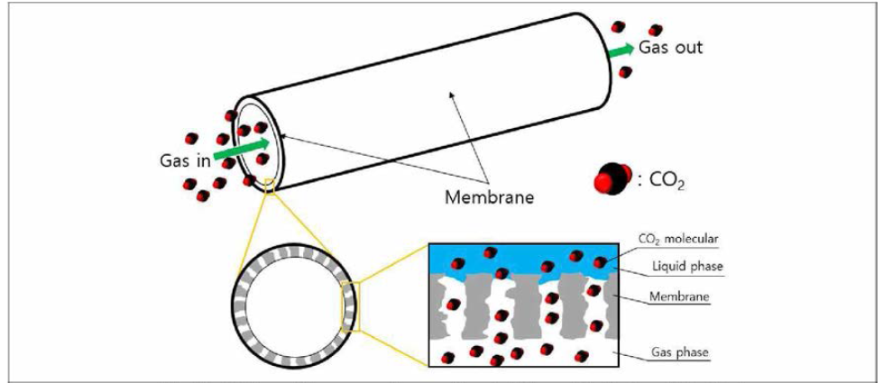 Hollow fiber membrane의 미세구조 및 물질 전달 원리