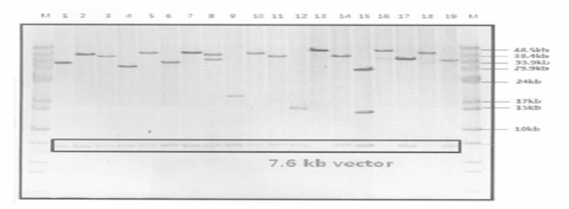 Confirmation of insert DNA using Not 1 enzyme digestion from Fosmid DNA