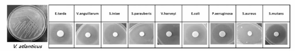 Vibrio atlanticus strain with antimicrobial activities