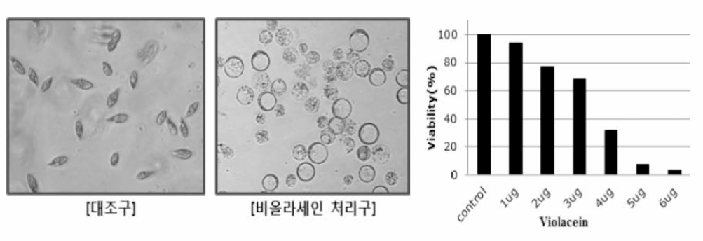 Microscopy analysis and dose-defendant manner of anti-scutica activity of violacein