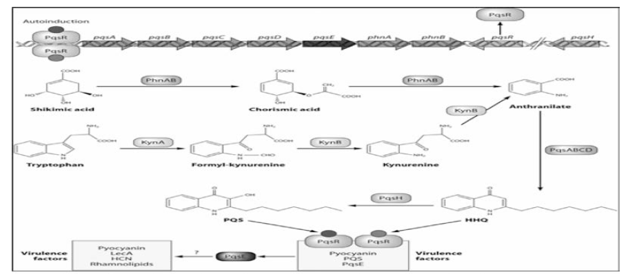 Analysis of pseudane synthetic pathway from Pseudomonas sp