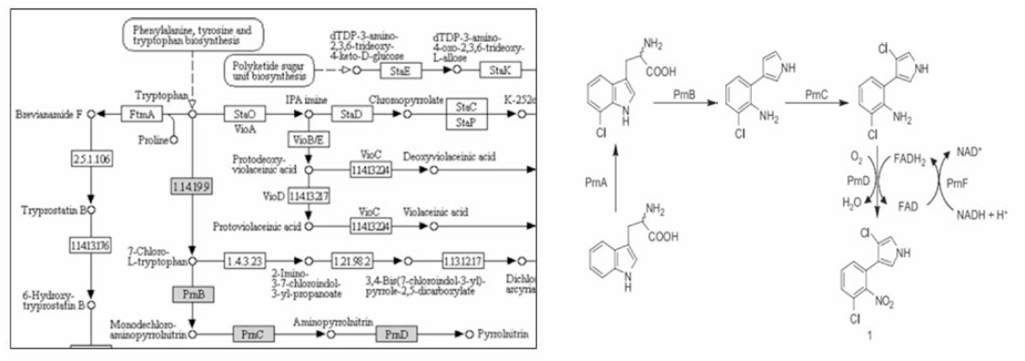 Synthesis of pyrrolnitrin pathway