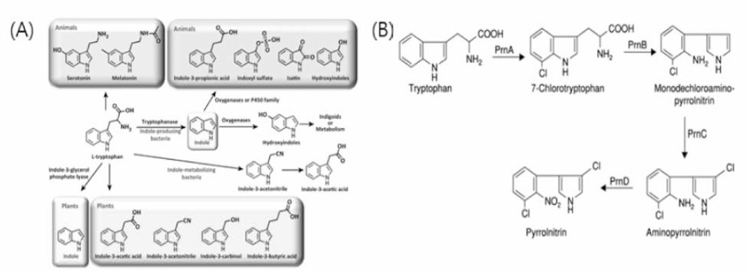 Metabolic process of L-tryptophan (A) and synthesis pathway of pyrrolnitrin from tryptophan (B)