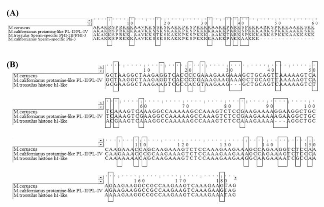 Amino acid (A) and gene (B) sequence alignment of protamine like peptide with similar peptides