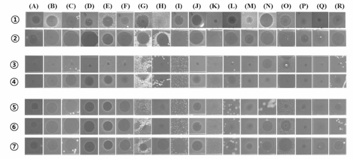 Antimicrobial activities of antimicrobial peptide analogs from rock bream genome analysis ① RB-LBP-II-5N ② RB-LBP-H-5A ③ R&LBP-n-7N ④ RB-LBP-II-7A ⑤ RB-CDP-I-N ⑥ RB-CDP-I-A1，⑦ RB-CDP-I-A2 (A) B. cereus，(B) B. subtilis, (C) E coli, (D) S. mutans, (E) C. albicans, (F) P. aeruginosa，(G) V alginolyticus，(H) V. parahaemolyticus, (I) S. iniae, (J) S. aureus, (K) L. garvieae, (L) E. cloacae, (M) E. faecalis, (N) K. pneumoniae, (O) S. parauberis, (P) E. tarda, (Q) P. mirabilis, (R) P. stuartii