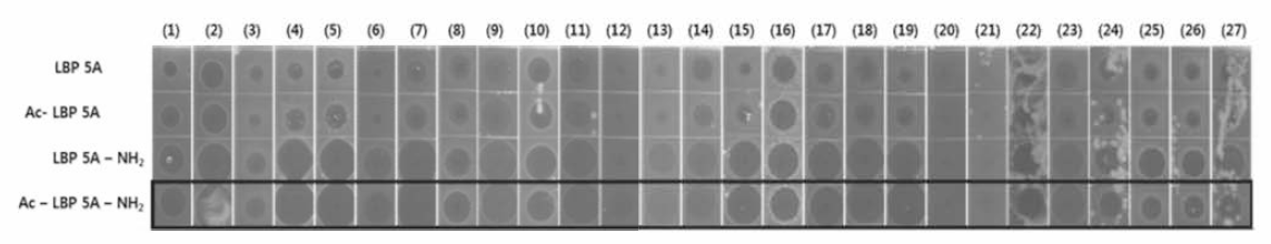 Antimicrobial activity of N- and C-term modified LBP-5A analogs (1) B. cereus, (2) B. subtilis (3) E. faecalis，(4) S. aureus, (5) S. rnutans, (6) S. iniae, (7) S. parauberis，(8) E. cloacae, (9) E. coli, (10) E. coli ML35p, (11) K. pneumoniae, (12) P. mirabilis，(13) P. stuartii, (14) P. aeruginosa, (15) V. alginolyticus，(16) C. albicans, (17) S. aureus CCARM 0203, (18) S. aureus CCARM 0204, (19) S. aureus CCARM 3795, (20) S. pyogenes CCARM 0206, (21) P. aeruginosa CCAARM 0225, (22) E. cloacae CCARM 0252, (23) E. coli CCARM 0238, (24) E. coli CCARM 1A814, (25) K. aerogenes CCARM 0249, (26) K. oxytoca CCARM 0248, (27) S. typhimurium CCARM 0240
