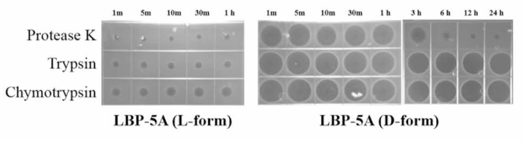 Stability of L-form LBp-5A and D-form LBP-5A analog against protease