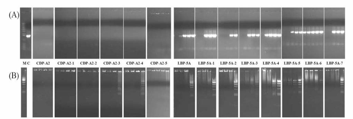 DNA binding and taq polymerase inhibition activity for antimicrobial activity