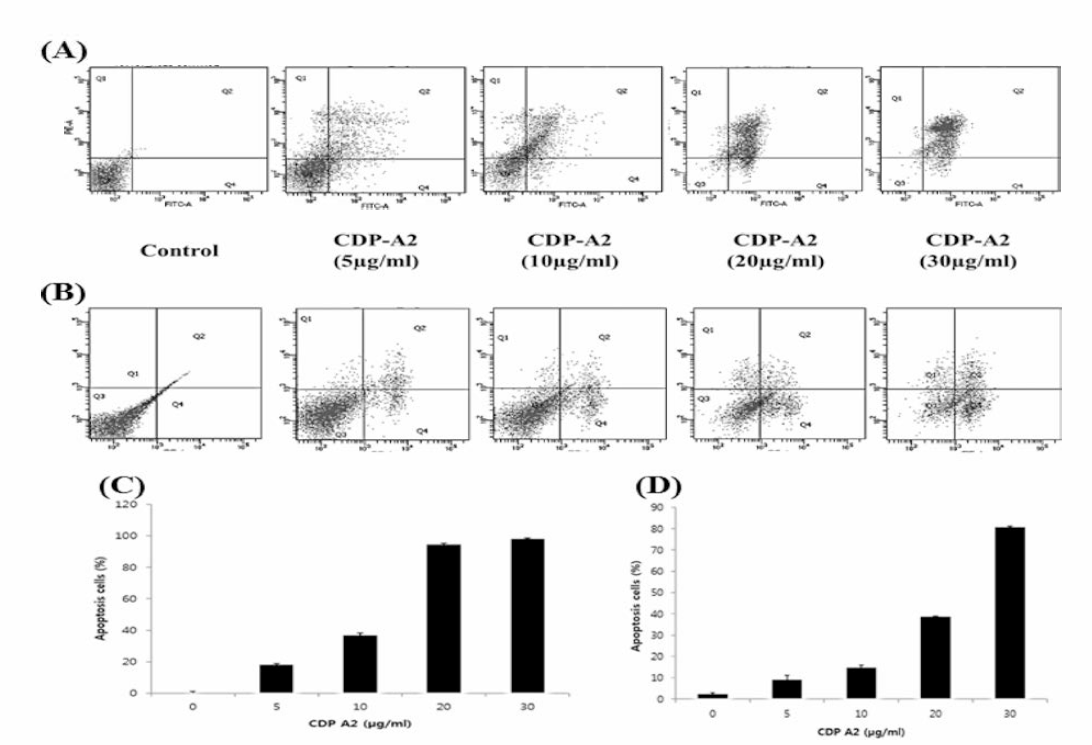 Flow cytometry analysis to measure the aopotosis progression and exclude dead cells. Detection of apoptosis cells in HeLa cell (A) and proportion of apoptosis (C). Apoptosis cells in A549 cell (B) and proportion of apoptosis (D)