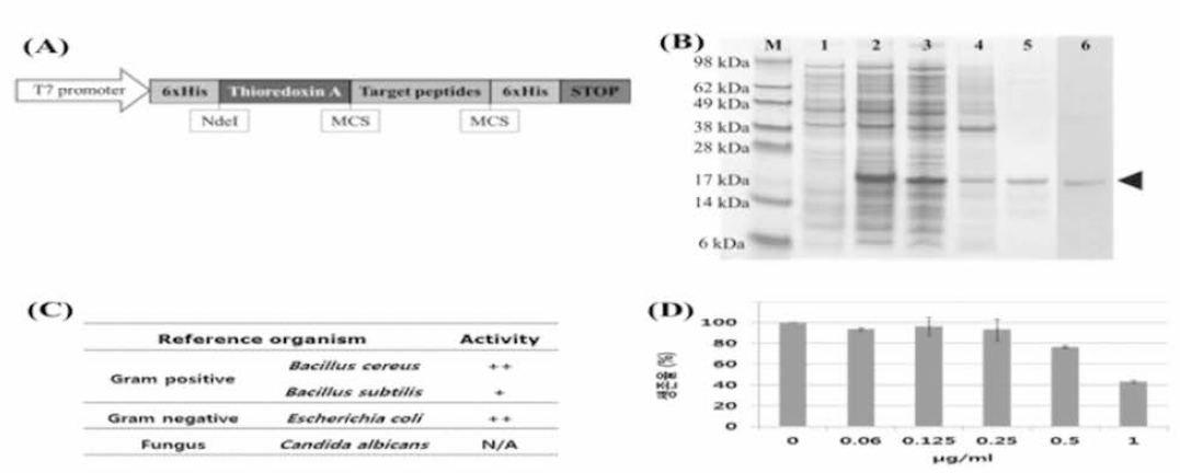 Production and multifunction of myticusin-alpha. Schematic design of recombinant myticusin-alpha (A), expression and purification (B), antibacterial activity (C), anti-tumor activity (D)