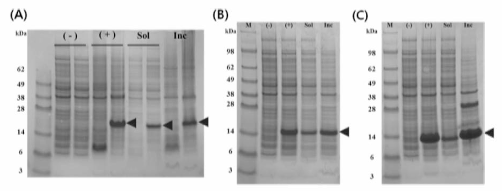 Fusion protein expression of antimicrobial peptides. TrxA-mytichitinase-CBD (A), SUMO-LBP-5A (B), TrxA-LBP-5A (C)