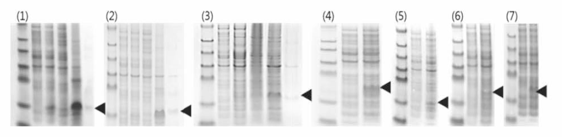 Expression analysis of recombinant tandem protein