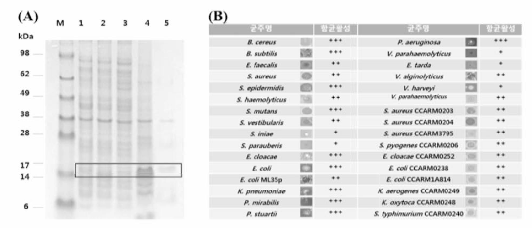 Expression of recombinant tandem TrxA-Fx-LBP5A-CDPA2 peptide (A) and antimicrobial activity (B). M, protein maker; 1, non-induced; 2, induced; 3, soluble; 4, insoluble; 5, purified peptide