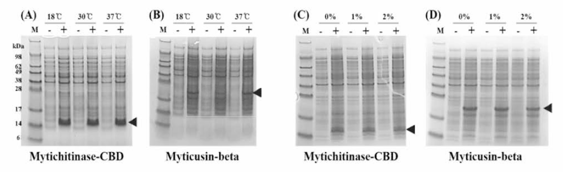 Expression profiles of mytichitinase-CB D (A, C) and myticusin-beta (B, D) by temperatures (A, B) and ethanol addition (C, D). Lane -, non-induced peptide; lane +, induced peptide