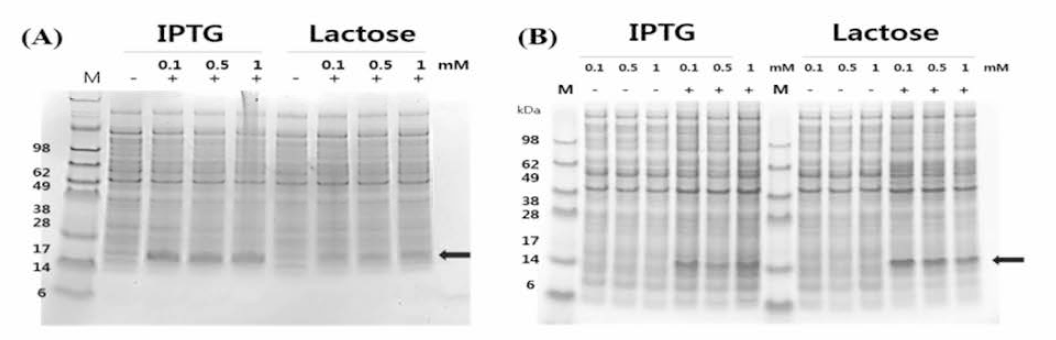 Induced expression pattern of mytichitinase-CBD (A) and TrxA-FX-LBP5A-CDPA2 (B) by IPTG and lactose. Lane -, non-induced; lane +, induced peptide