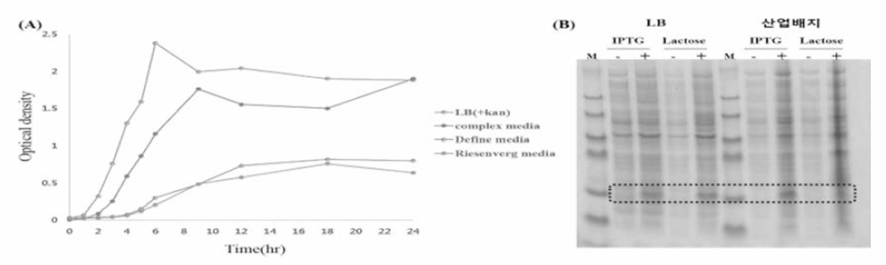 Optimization of growth with industrial media (A) and lactose induced expression (B)