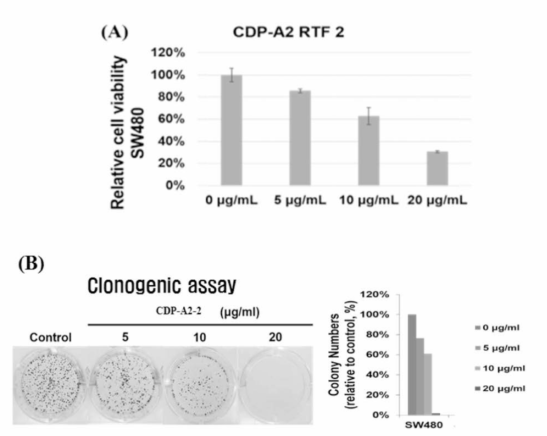 Anti-tumor activity of CDP-A2 RTF2 peptide. Growth inhibition (A) and clonogenic potential activity (B)