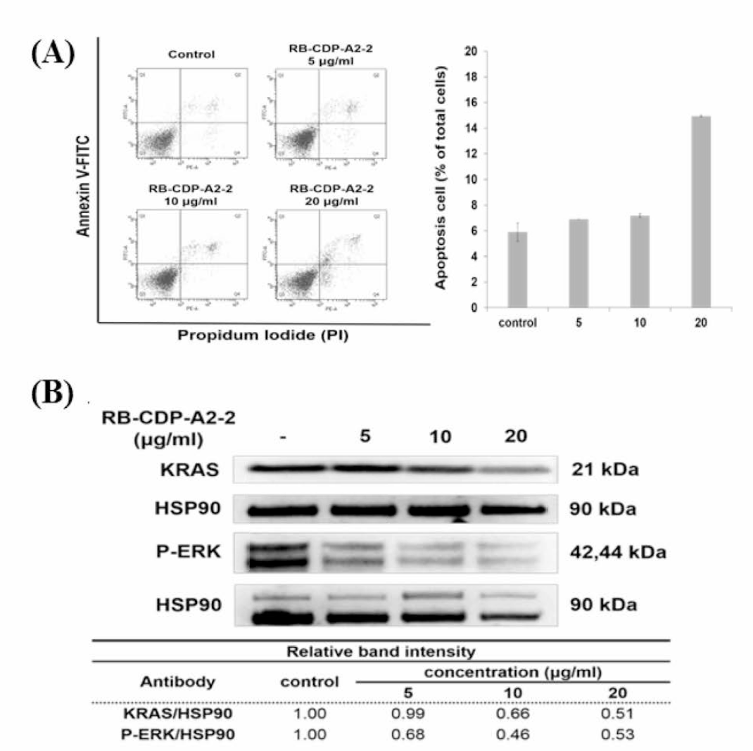 Anti tumor mechanism of CDP-A2 RTF2. Aopotosis progression (A), expression of RAS-ERK pathway (B)