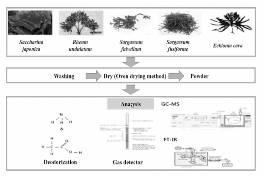 Schematic diagram of deodorization activity and components analysis from seaweed samples