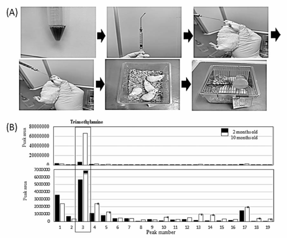 Animal test of S. japonica extracts (A) and analysis of reference materials (B)