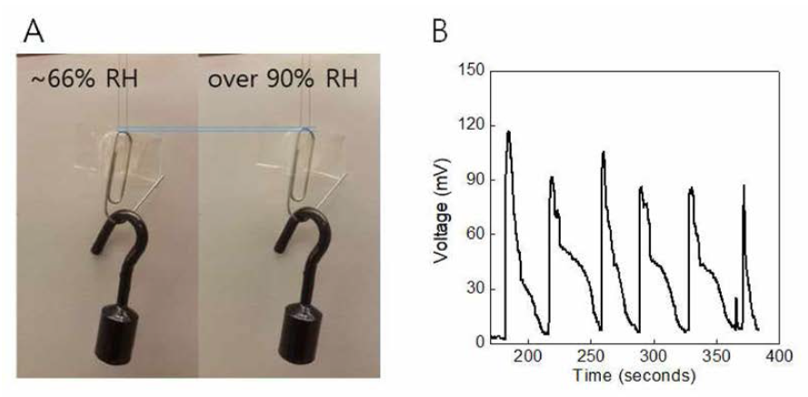 RH 변화에 따른 voltage 생성. (A) 상대습도(RH) 66% 에서 90%로 변화할 때 (B) 시간에 따른 voltage 변화