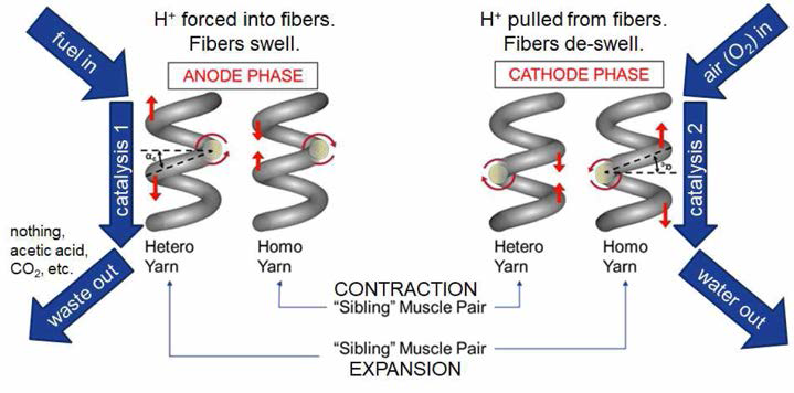 Fuel-powered Artificial Muscle 개념도