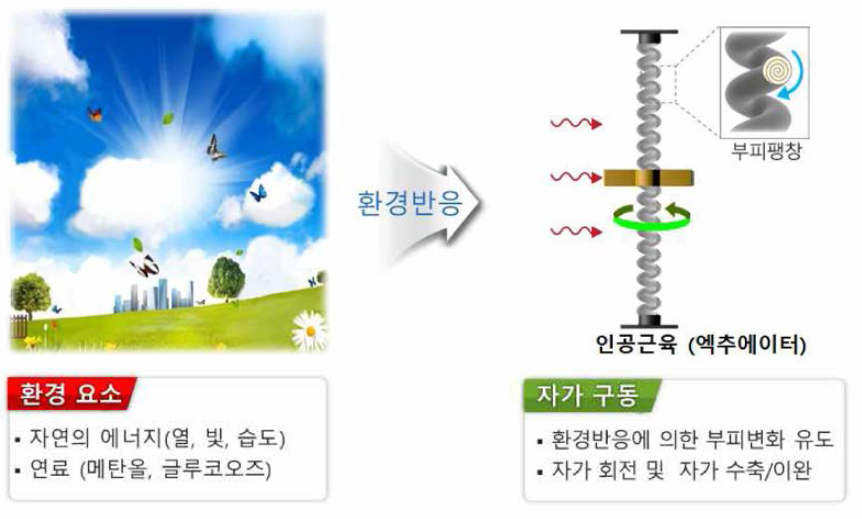 주변 환경의 자연 에너지 또는 연료로부터 감응하여 자가 회전 및 자가 수축/이완 하는 인공근육의 모식도