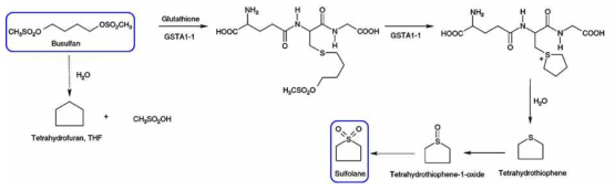 모델 약물인 Busulfan의 대사 과정