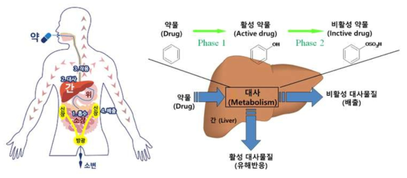 약물의 일반적인 대사 과정