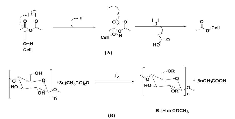 Iodine 촉매를 사용한 셀룰로오스 아세틸화 메카니즘