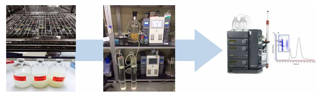 회분식/유가식 배양을 통한 발효공정 및 정제공정 모식도