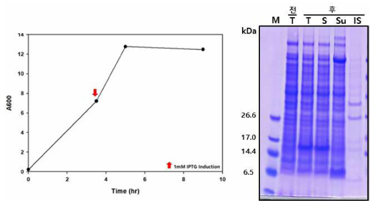 7L 규모 발효 Growth curve (Batch culture)