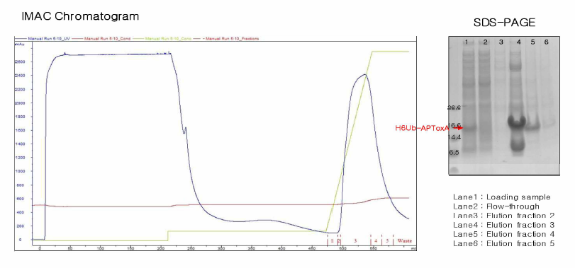 IMAC chromatography 결과