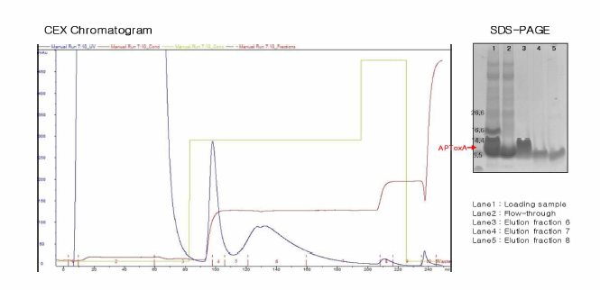 CEX chromatography 결과