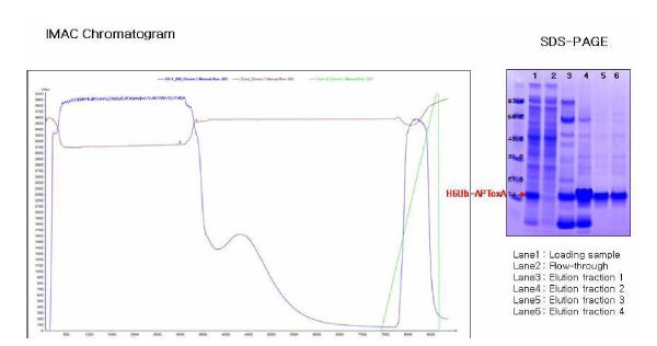 IMAC chromatography 결과(Scale Up)