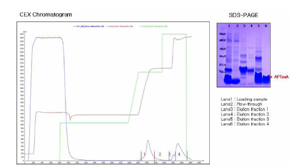 CEX chromatography 결과