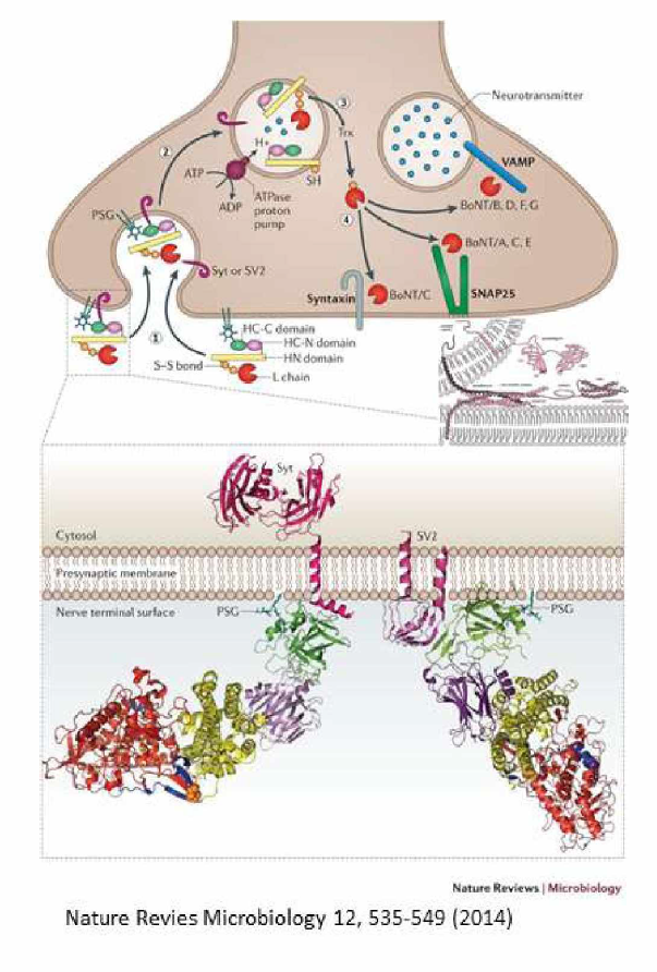 Mechanism of action