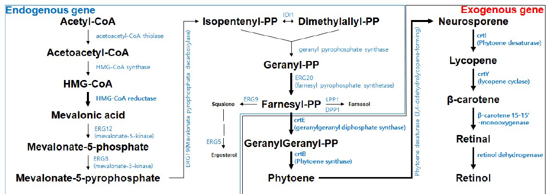바이오레티놀 생산 pathway